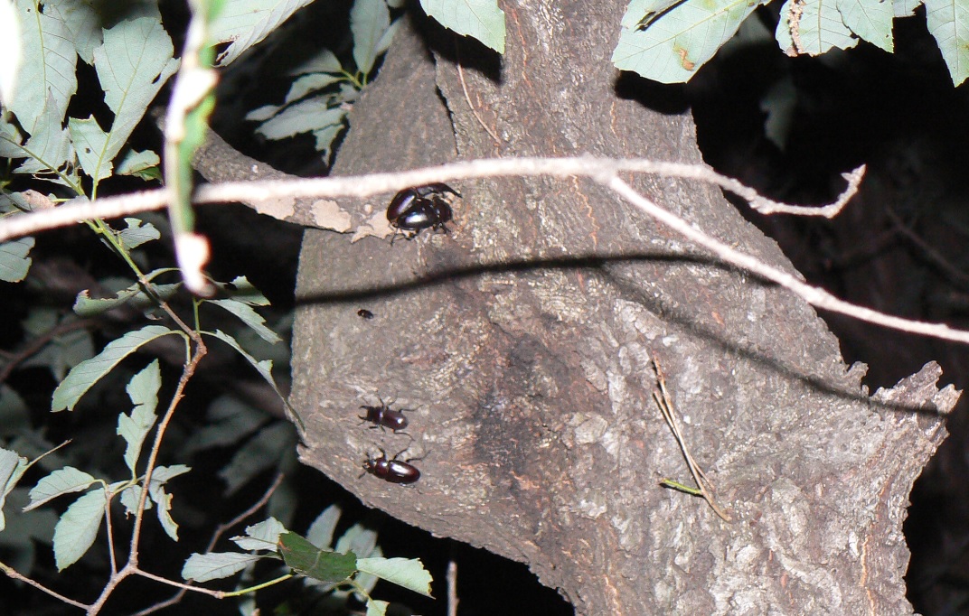 コナラ_ノコギリクワガタ1ペア1♀とコクワガタ1♂_2021年6月7日20時10分頃 25度